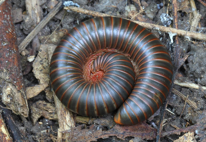 American Millipede